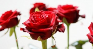 roses